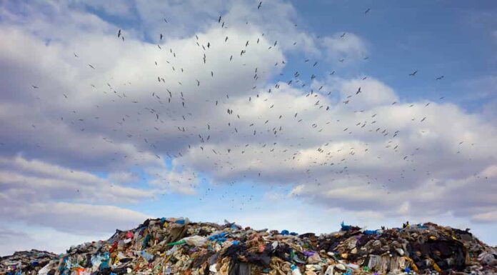 Un enorme stormo di uccelli della spazzatura, gabbiani, si stringe ansiosamente insieme, volando velocemente attraverso il cielo in modo organizzato, facendo una manovra sullo sfondo di un'enorme discarica di rifiuti