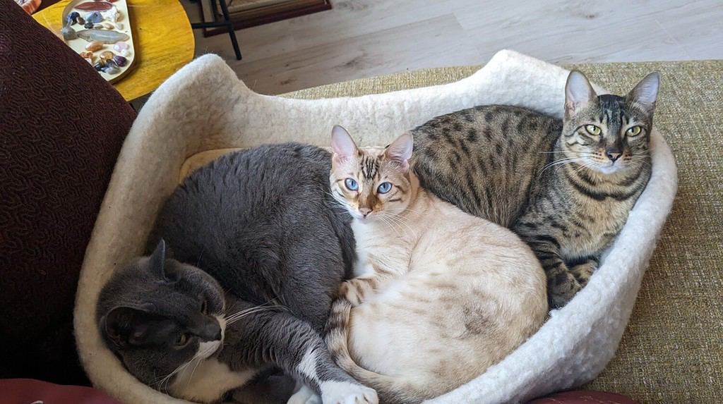 Tre gatti di diversi colori e razze, vale a dire;  Savannah, Bengala e gatto britannico a pelo corto che si rilassano in un cesto di lana di pecora.