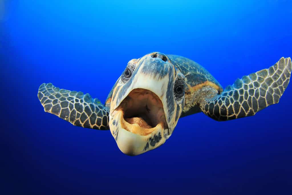 Curioso e amichevole Hawks Bill Tartaruga marina in acqua blu