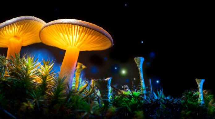 Fungo.  Funghi d'ardore di fantasia nel primo piano misterioso della foresta oscura.  Bella ripresa macro di fungo magico, fungo.  Disegno artistico di confine.  Scena magica, luce nella foresta notturna.  Striscione largo.