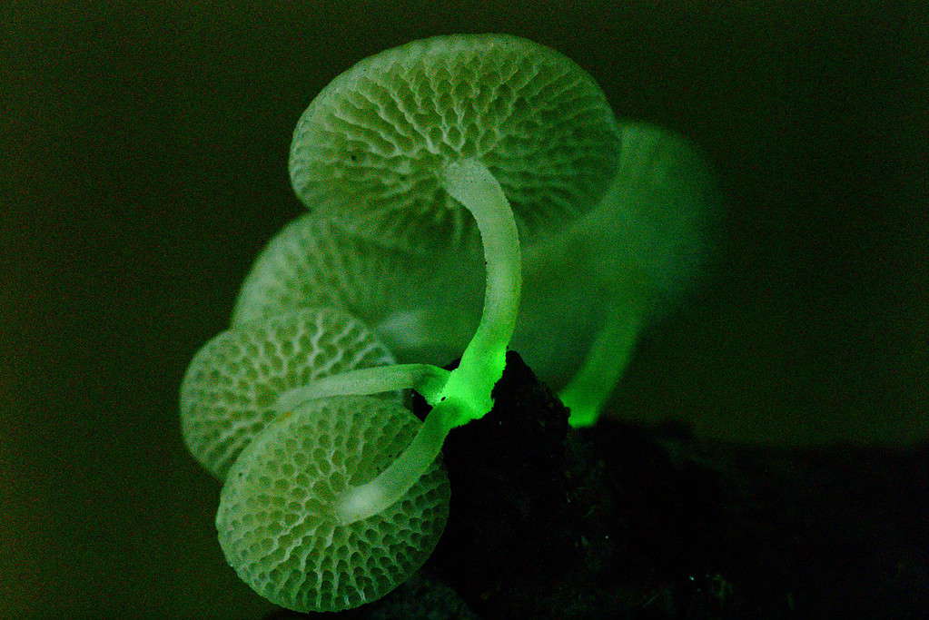 Filoboletus manipularis alias Porecap luminoso