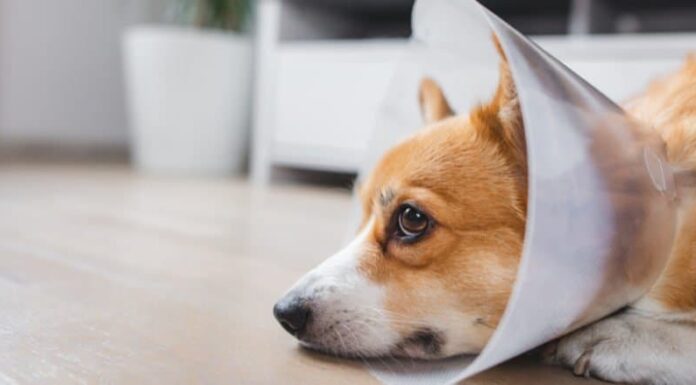 Un cane giace sul pavimento indossando un cono.