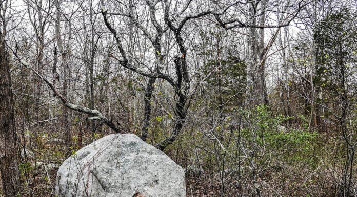 Masso a Forest Edge, Dogtown Commons