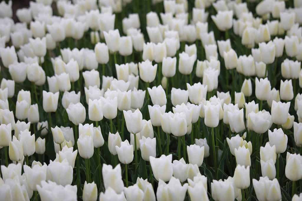 Fiori bianchi in fiore di Tulip 'White Dream' su un campo ad Almere, Paesi Bassi