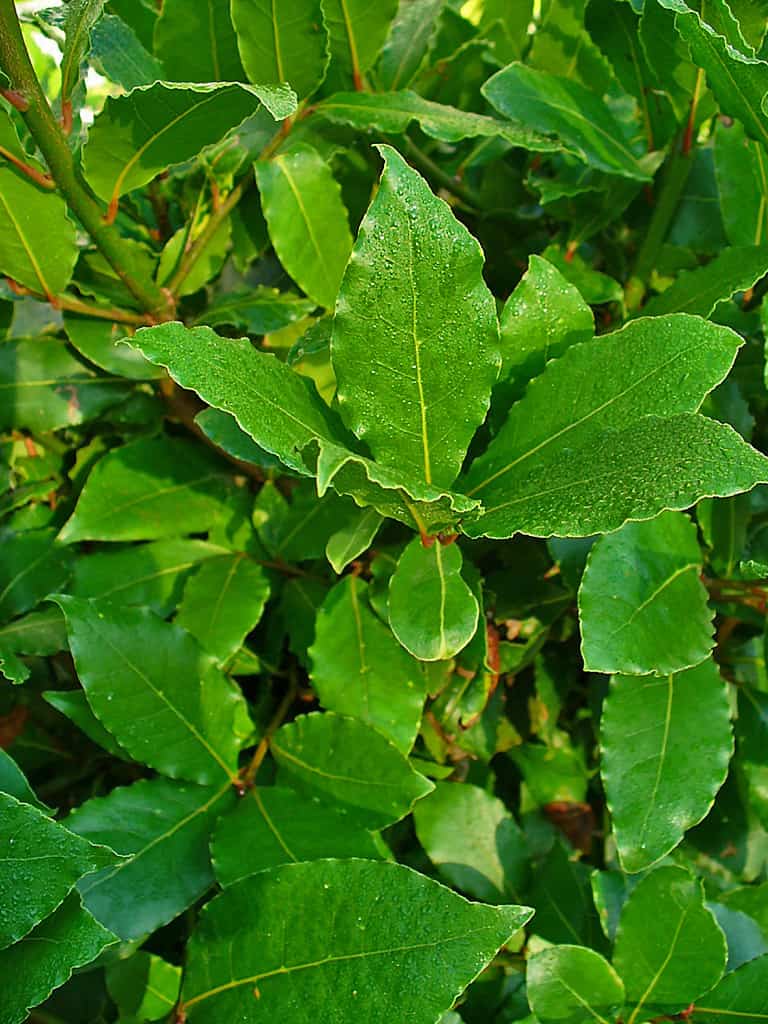 Foto dell'alloro (nobili del Toro), che è la foglia più comunemente usata per produrre foglie di alloro.