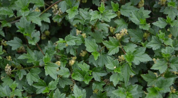 Ribes montano 'Pumilum', arbusto piccolo e compatto con foglie verdi (Ribes alpinum)