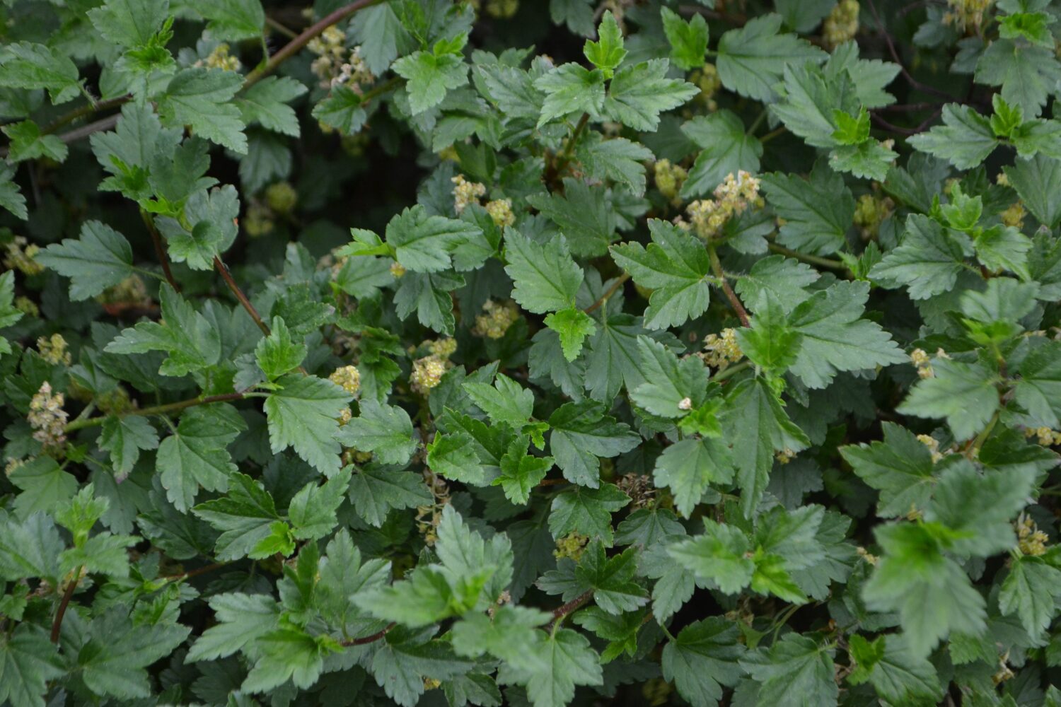 Ribes montano 'Pumilum', arbusto piccolo e compatto con foglie verdi (Ribes alpinum)