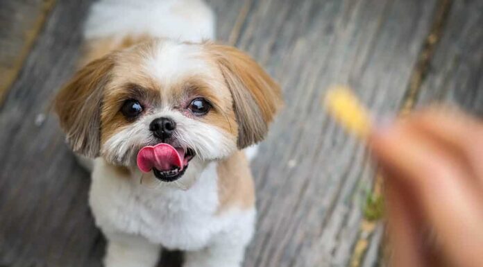 il cane shih tzu sta cercando uno spuntino