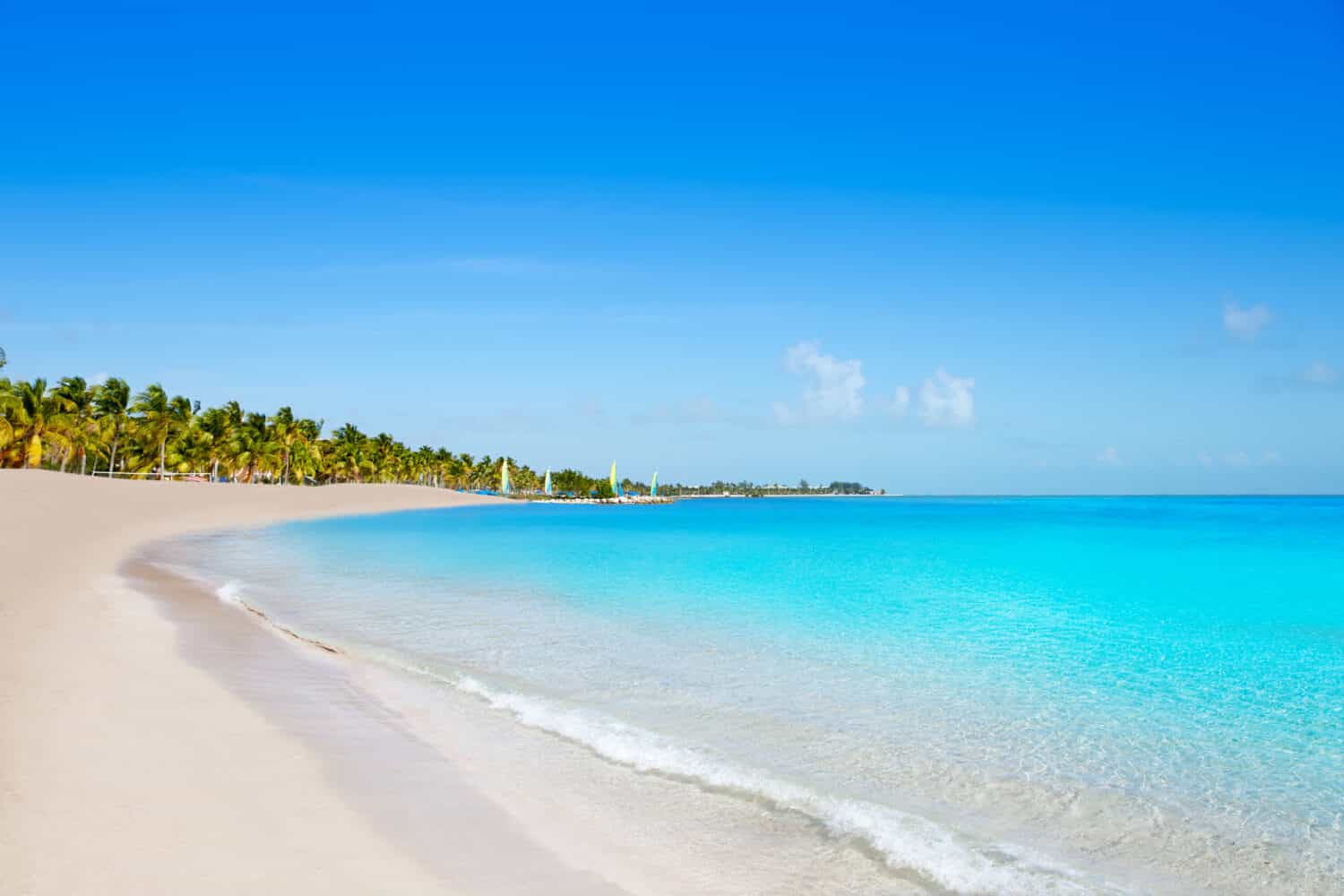 Key West Florida Smathers Beach palme negli Stati Uniti