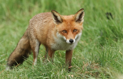 Una magnifica volpe rossa selvatica (Vulpes vulpes) a caccia di cibo da mangiare nell'erba alta.
