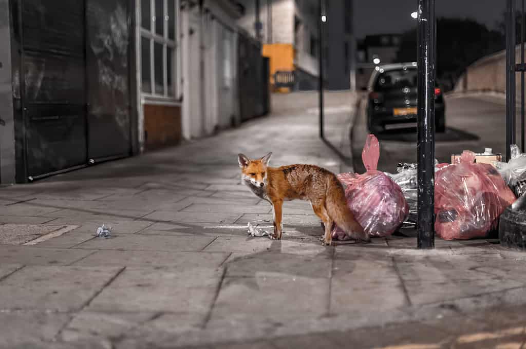 volpe che vaga per le strade di Londra in cerca di cibo