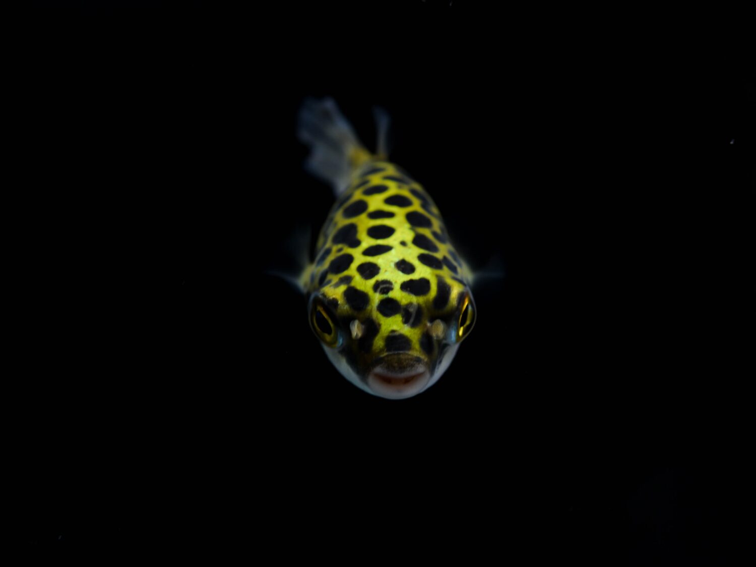 Pesce palla maculato verde (Tetraodon nigroviridis).  Animale selvatico, acquario