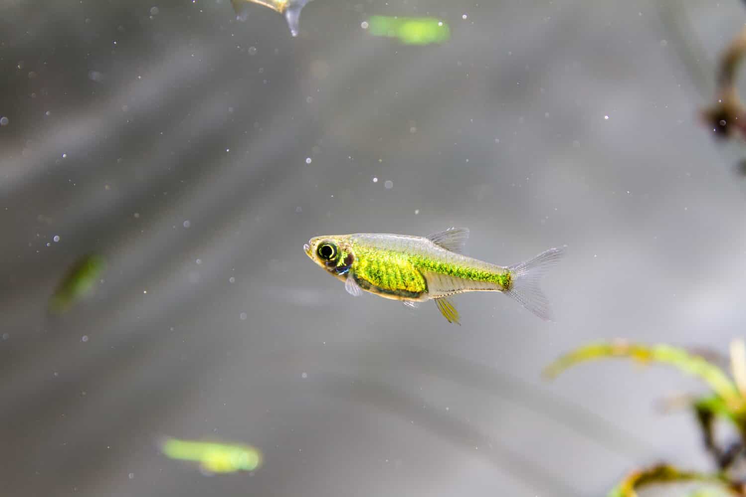 Rasbora verde neon (Microdevario kubotai)