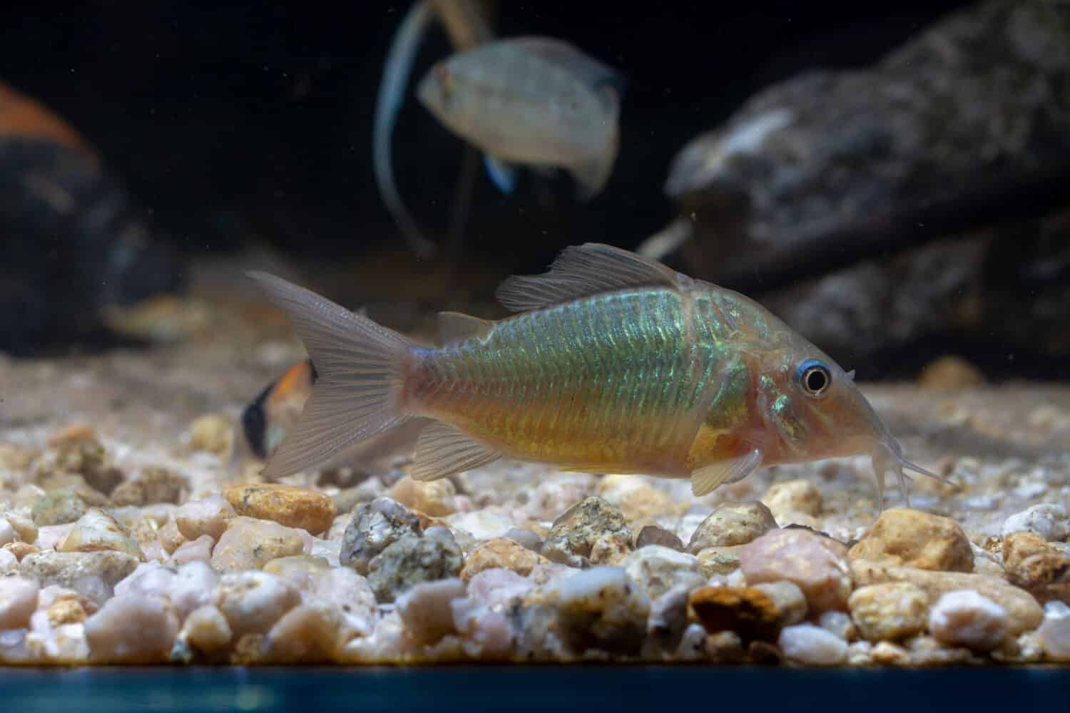 Smeraldo 'Brochis' (Corydoras splendens ) Pesce ornamentale del Rio delle Amazzoni