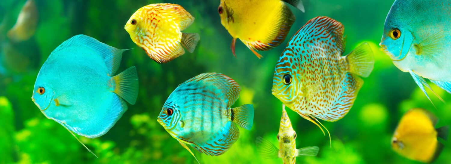 pesce discus tropicale colorato su sfondo verde, banner.