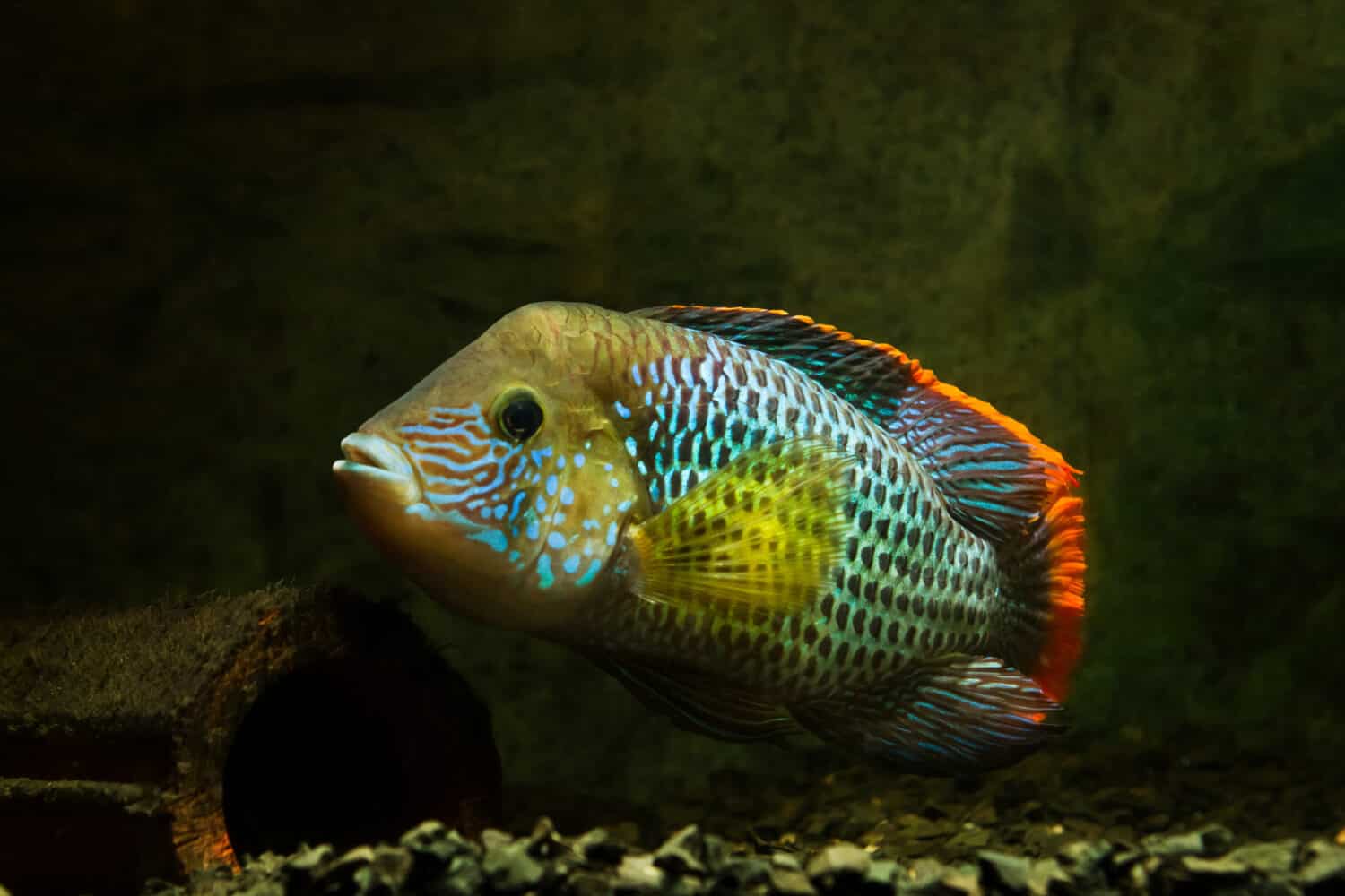 terrore verde, Andinoacara rivulatus, maschio in splendidi colori riproduttivi, popolare pesce Cichlidae ornamentale domestico, specie preferita tra gli acquariofili in acquario naturale senza piante