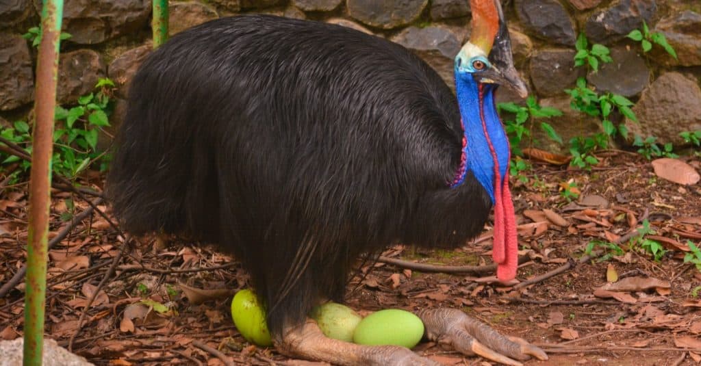 Uccello casuario che incuba le uova.