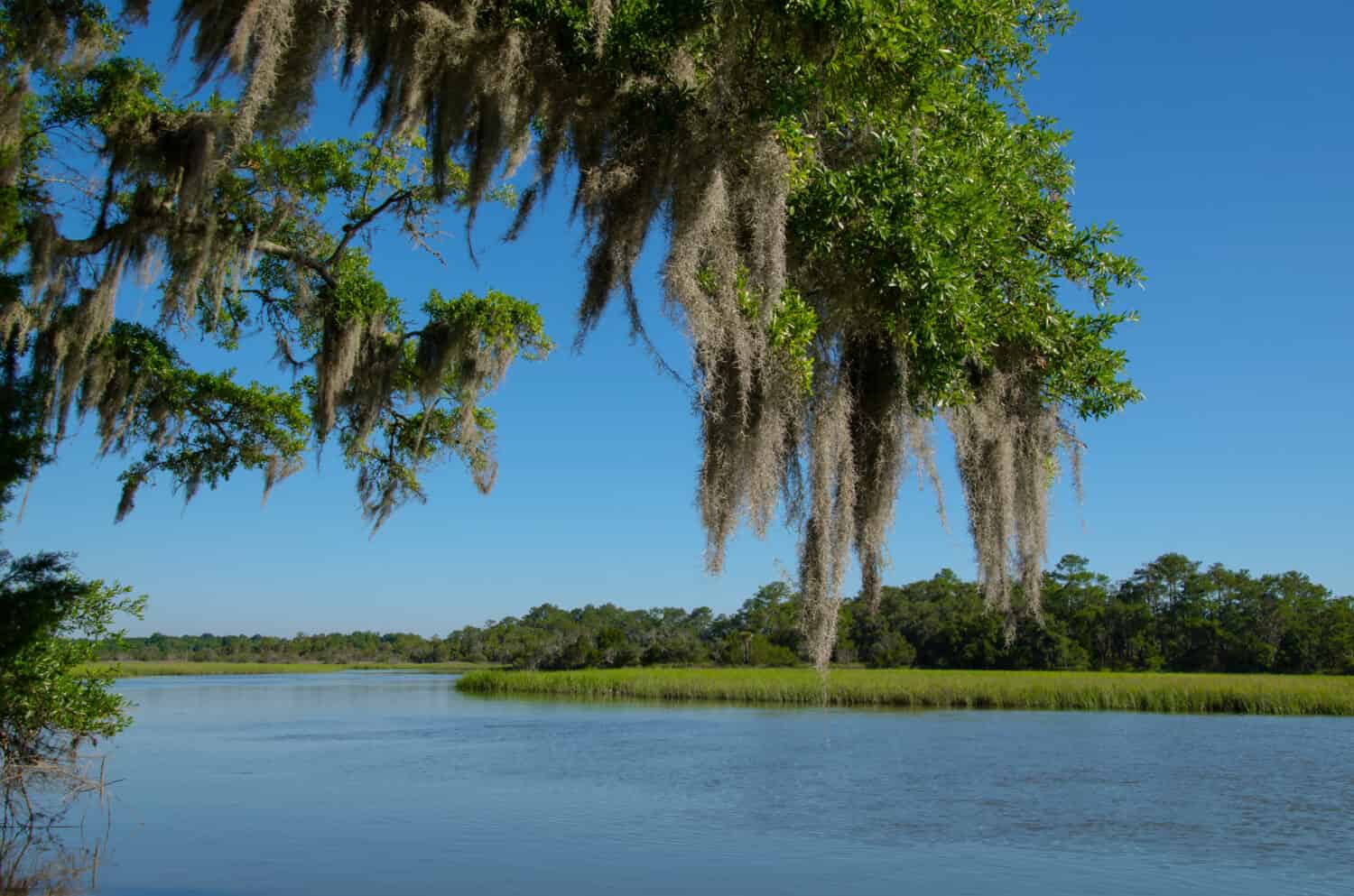Il muschio ha drappeggiato Live Oak sul fiume Edisto nella piantagione di Botany Bay nella Carolina del Sud