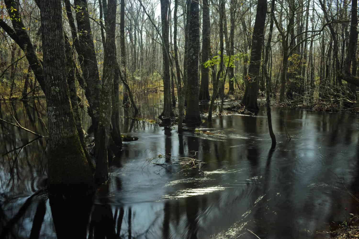 Piccolo fiume Pee Dee nella Carolina del Sud