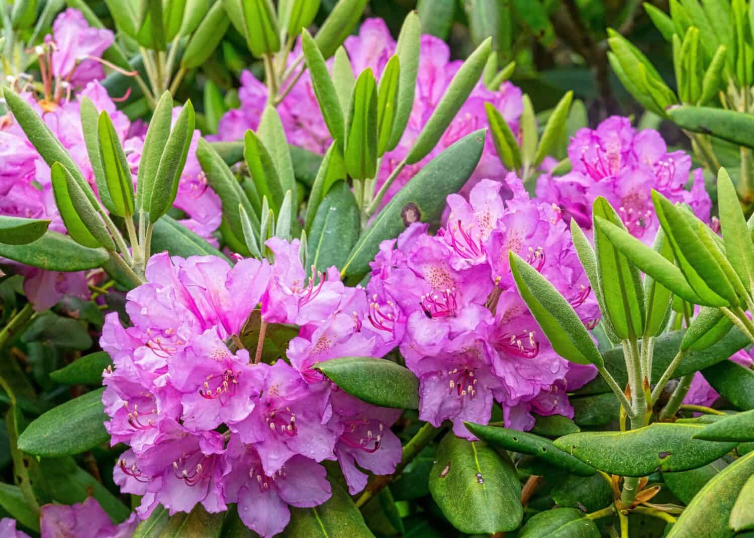 Catawba Rhododendron, Rhododendron catawbiense, è un sempreverde a foglia larga con una gamma nativa negli Stati Uniti sudorientali che cresce principalmente nelle montagne degli Appalachi meridionali. 