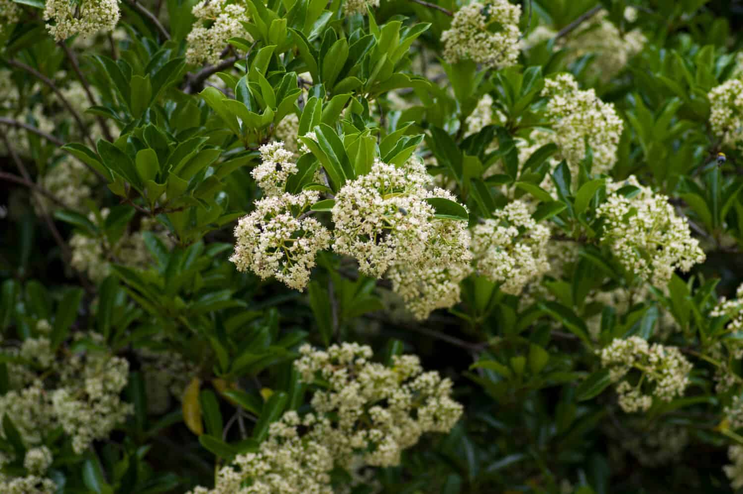 Il nome di questi fiori è Sweet viburnum. Il nome scientifico è Viburnum odoratissimum