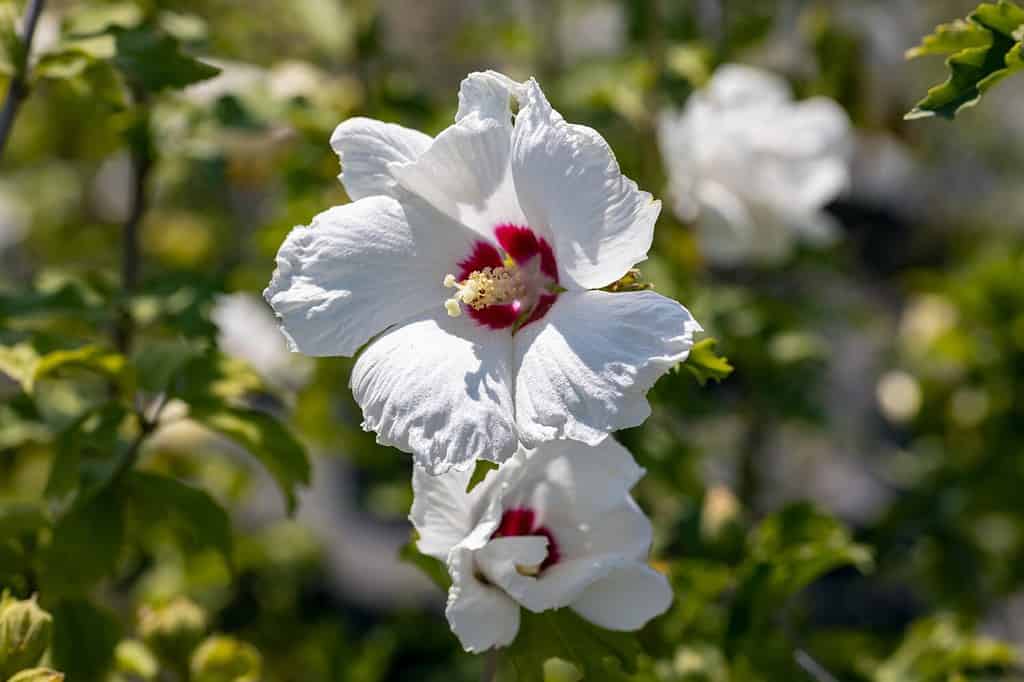 Fiore di ibisco syriacus.  Questa pianta è originaria della Cina e della Corea.  I nomi comuni includono la rosa di Sharon siriana ketmia, arbusto althea e malva rosa.  Questa cultivar è la 
