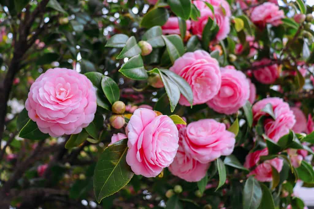 Camelia giapponese (Camellia japonica) nella soleggiata primavera.  Rosa rosa come fiori di camelia fiori e boccioli con foglie lucide sempreverdi su arbusto.  Bellissimi fiori.
