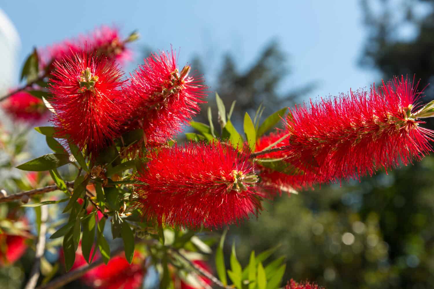 Primo piano del bellissimo fiore di Callistemon citrinus (chiamato scovolino da bottiglia rosso).  Callistemon citrinus è originario dell'Australia.  Sfondi naturali, fiori, botanica e sfondi per il desktop.  Orizzontale