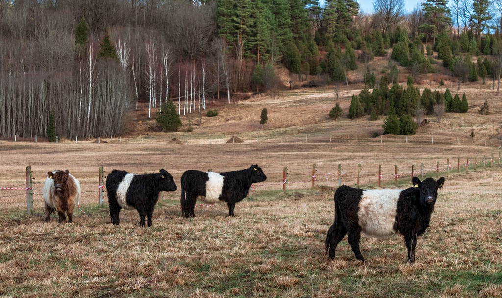 Quattro mucche Belted Galloway al pascolo in una giornata invernale nuvolosa.