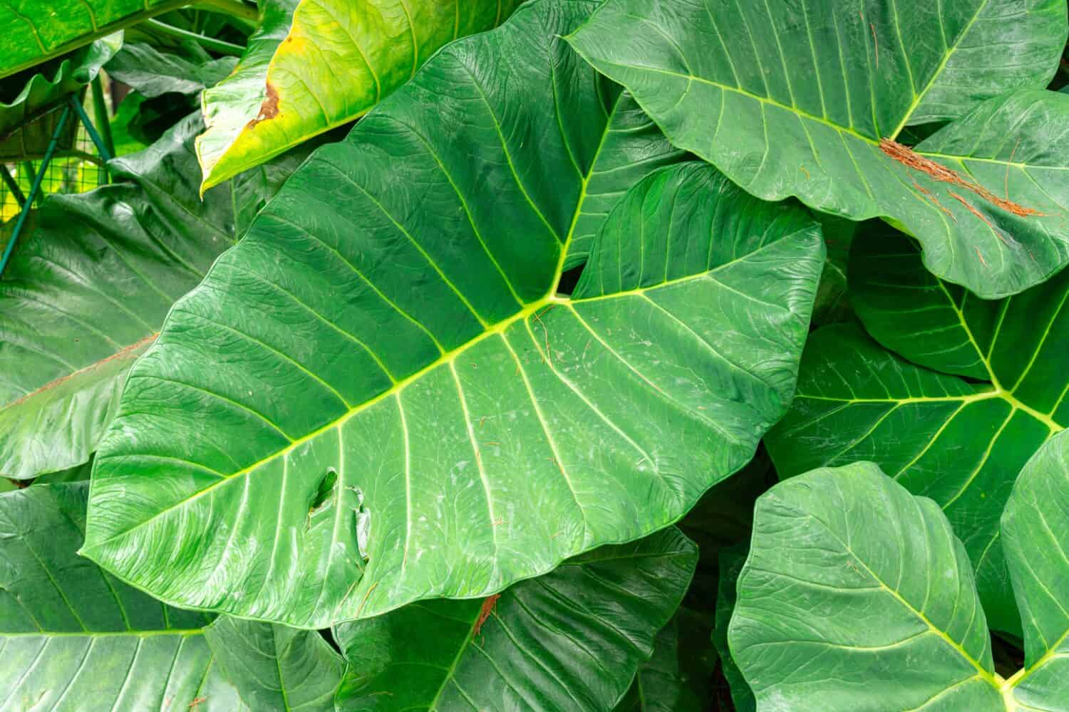 Alocasia macrorrhizos è una specie di pianta da fiore della famiglia Arum (Araceae).  I nomi comuni includono taro gigante, scimmia, alocasia gigante, biga e pia.