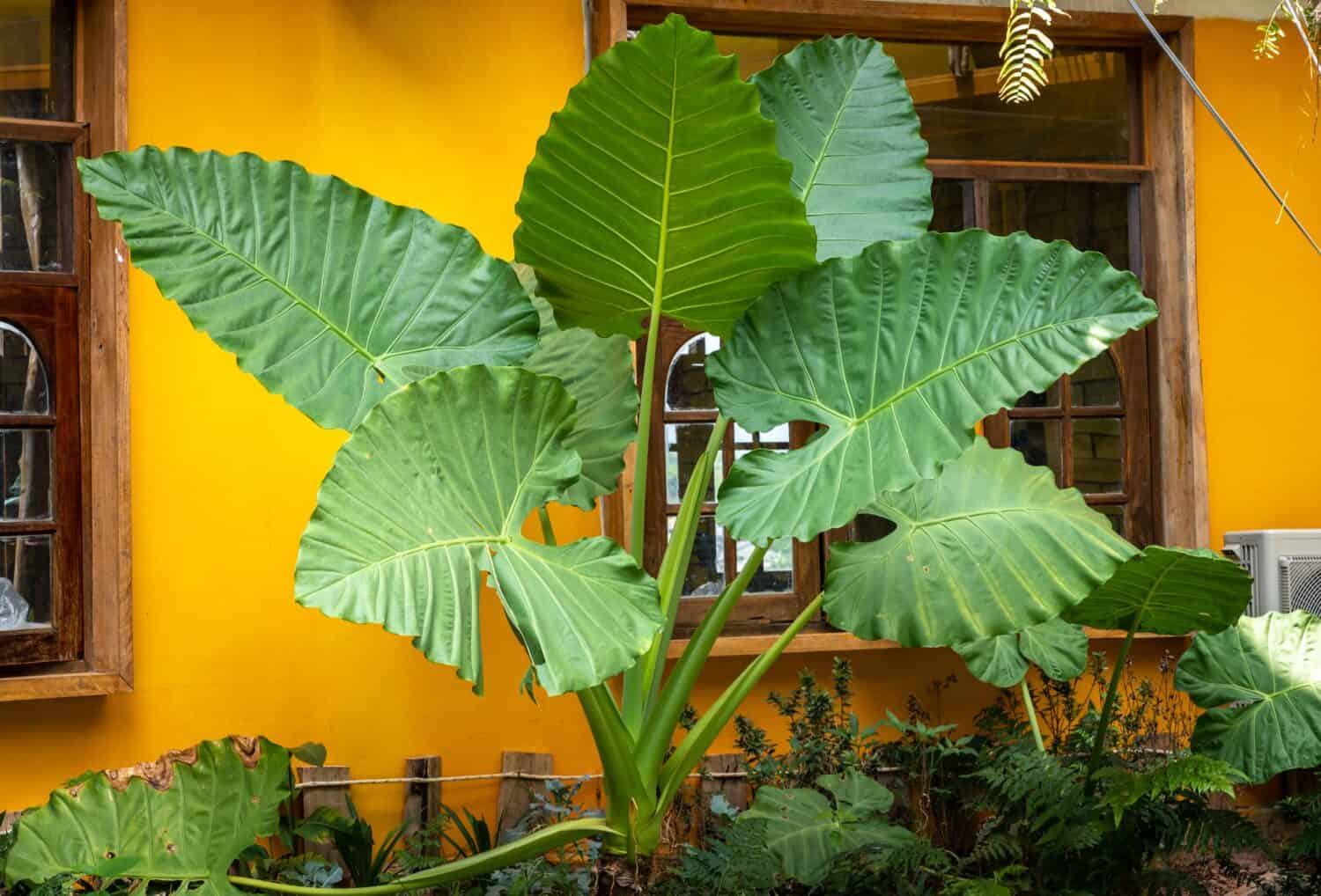 Alocasia Macrorrhiza (o orecchio di elefante gigante) crescita delle piante nel giardino.  Questa pianta è una spettacolare pianta tropicale con foglie giganti che sembrano orecchie di elefante.