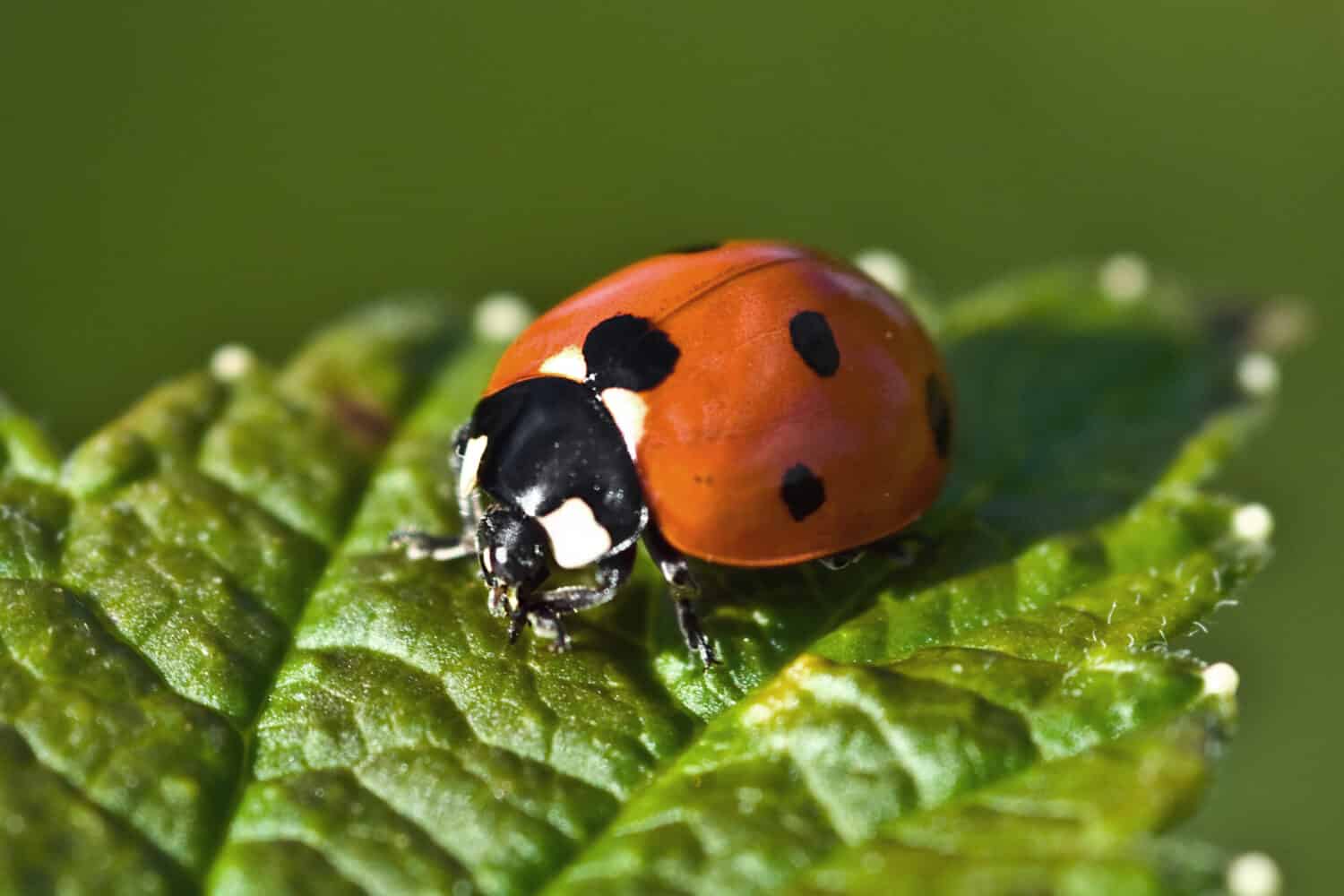 Una coccinella rossa si siede su una foglia verde in una calda e soleggiata giornata estiva.