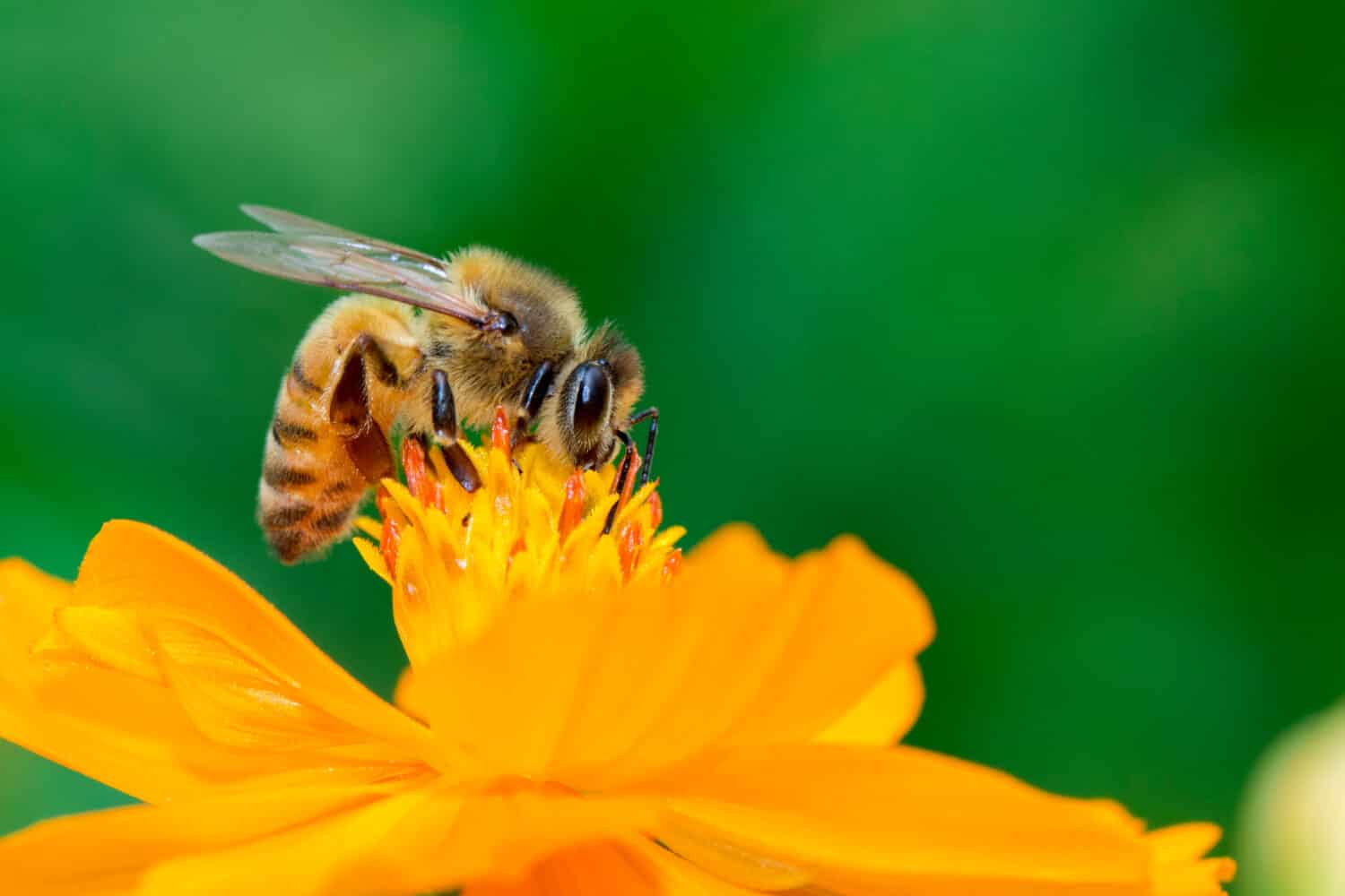 L'immagine dell'ape o dell'ape mellifica sul fiore giallo raccoglie il nettare.  Ape mellifica dorata sul polline del fiore.  Insetto.  Animale