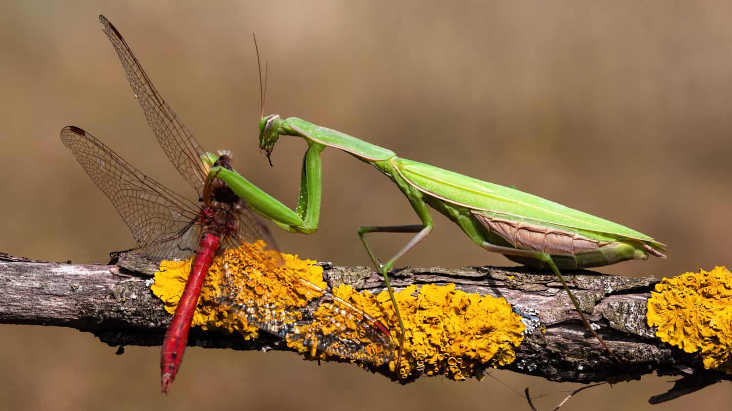 Mantide europea verde, mantide religiosa, che si nutre di libellula rossa nella natura estiva.  Insetto predatore caccia sul ramo.  Animale selvatico in ambiente naturale.