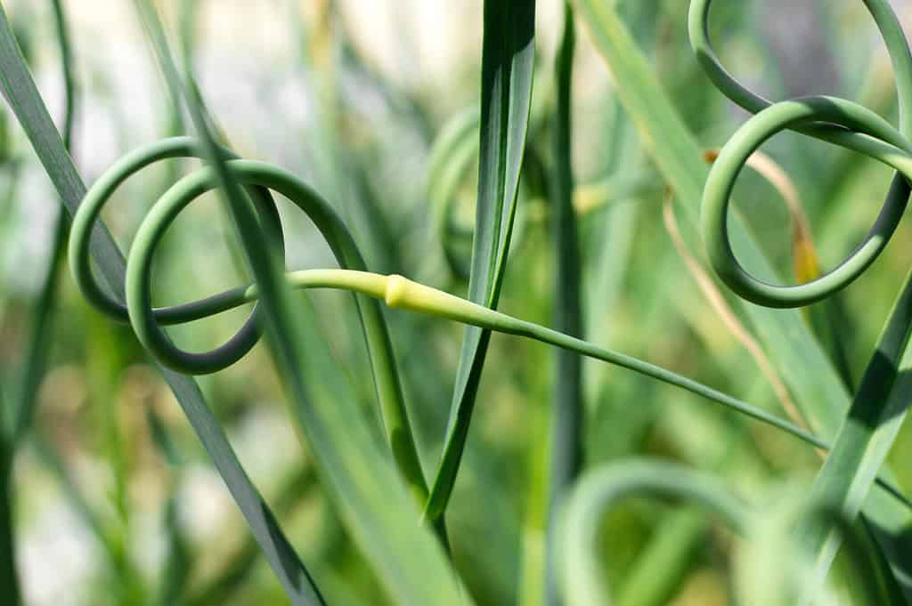 Primo piano verde crescente dell'aglio