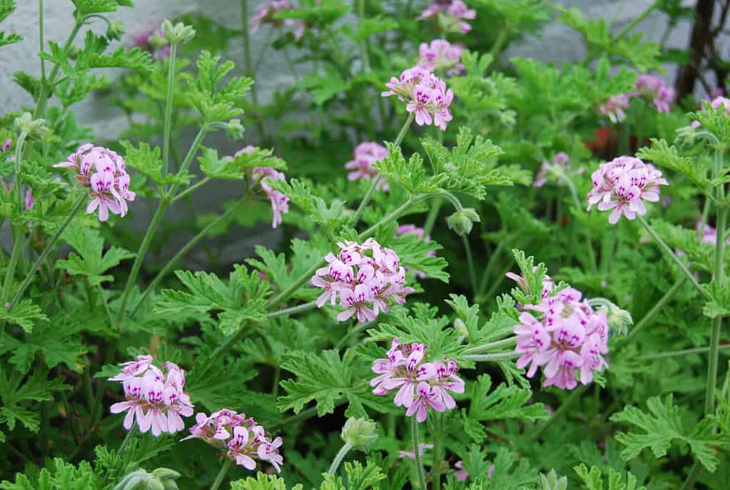 Pianta di citronella all'aperto con fiori