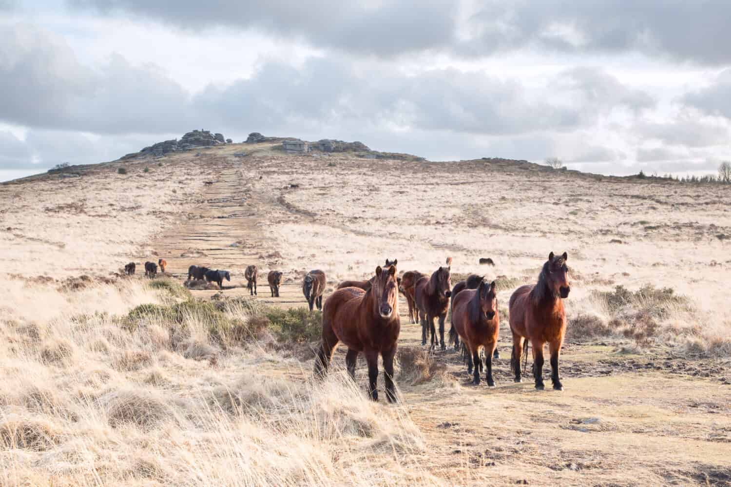 Dartmoor pony su Bellever Tor Dartmoor Devon UK