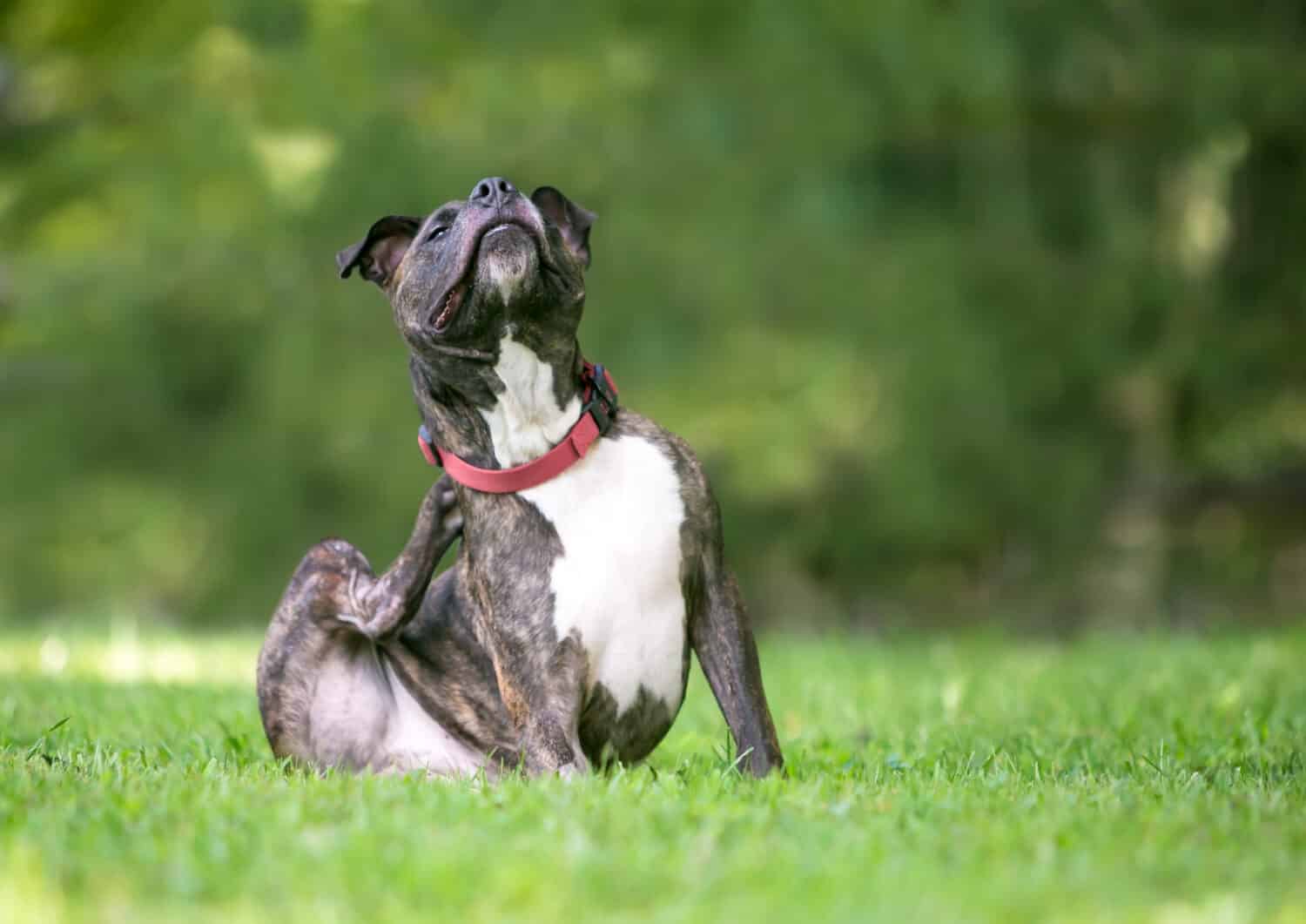 Un cane di razza mista tigrato e bianco Pit Bull Terrier seduto all'aperto e che si gratta il collare