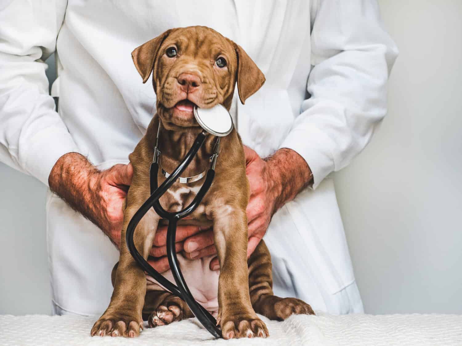 Cucciolo giovane e affascinante alla reception del medico veterinario.  Primo piano, sfondo isolato.  Foto in studio.  Concetto di cura, istruzione, formazione e allevamento di animali