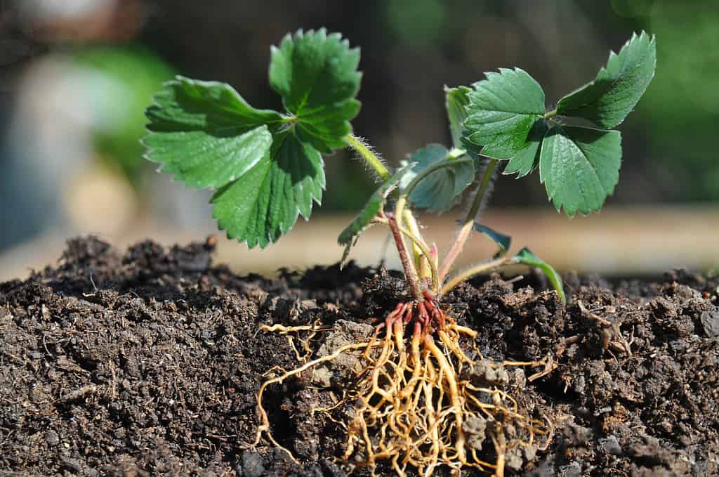 Piantine di fragole con radici