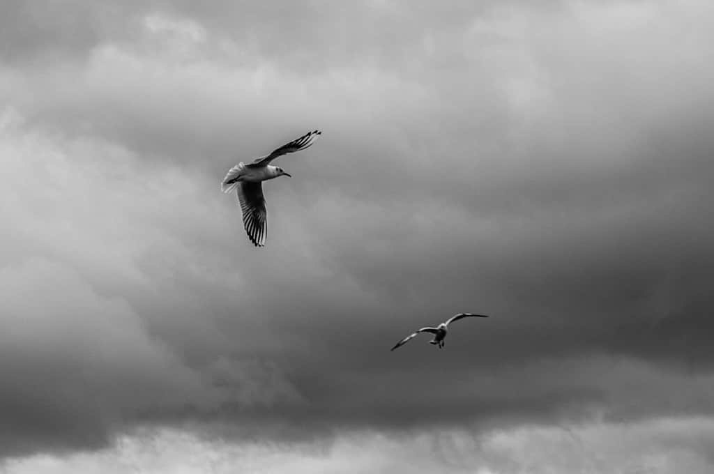 Immagine monocromatica di gabbiani che volano contro cieli di tempesta