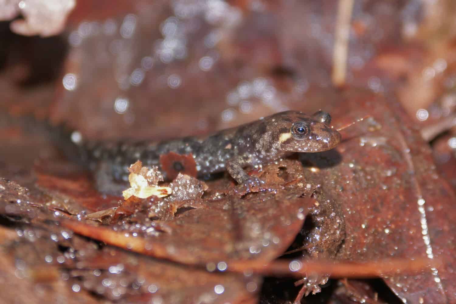 Primo piano di una salamandra oscura settentrionale , Desmognathus fuscus , sul pavimento della foresta in alcune lettiere