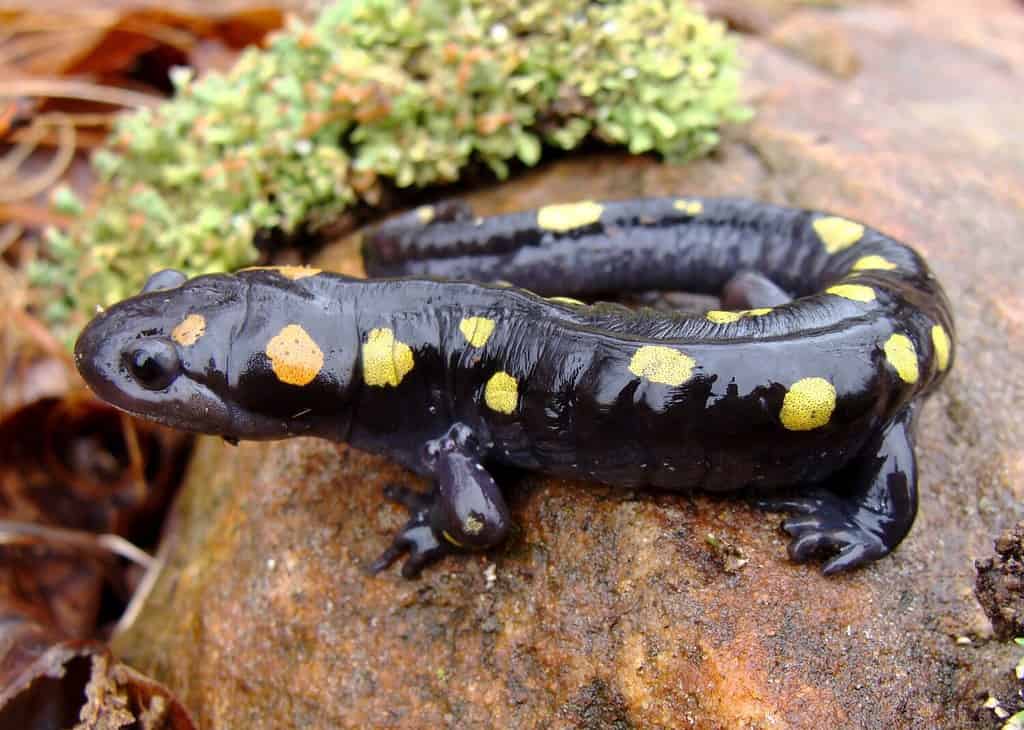 Salamandra pezzata, Ambystoma maculatum, una delle salamandre più colorate degli Stati Uniti