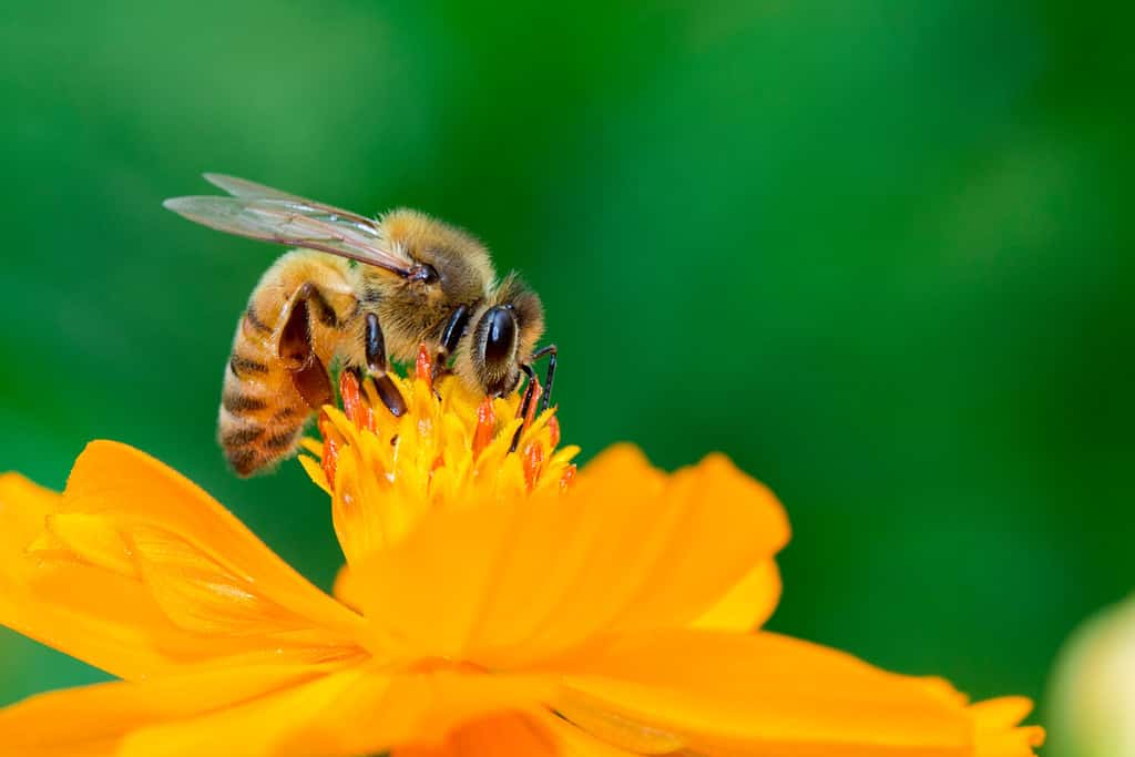 L'immagine dell'ape o dell'ape mellifica sul fiore giallo raccoglie il nettare.  Ape mellifica dorata sul polline del fiore.  Insetto.  Animale