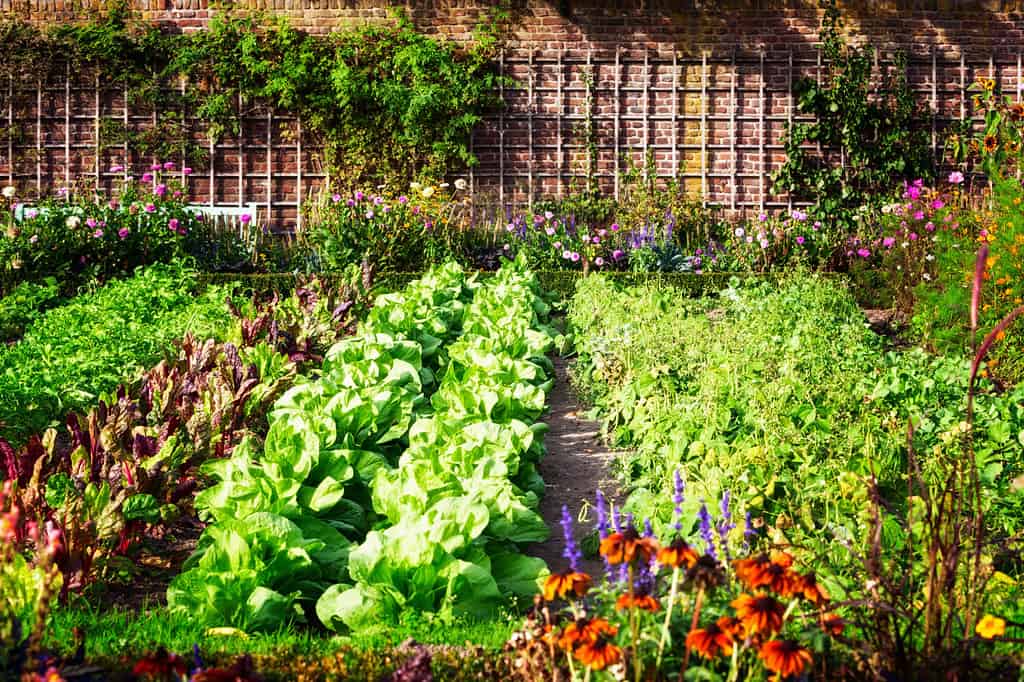 Orto a fine estate.  Erbe, fiori e verdure nel giardino formale del cortile.  Giardinaggio ecologico