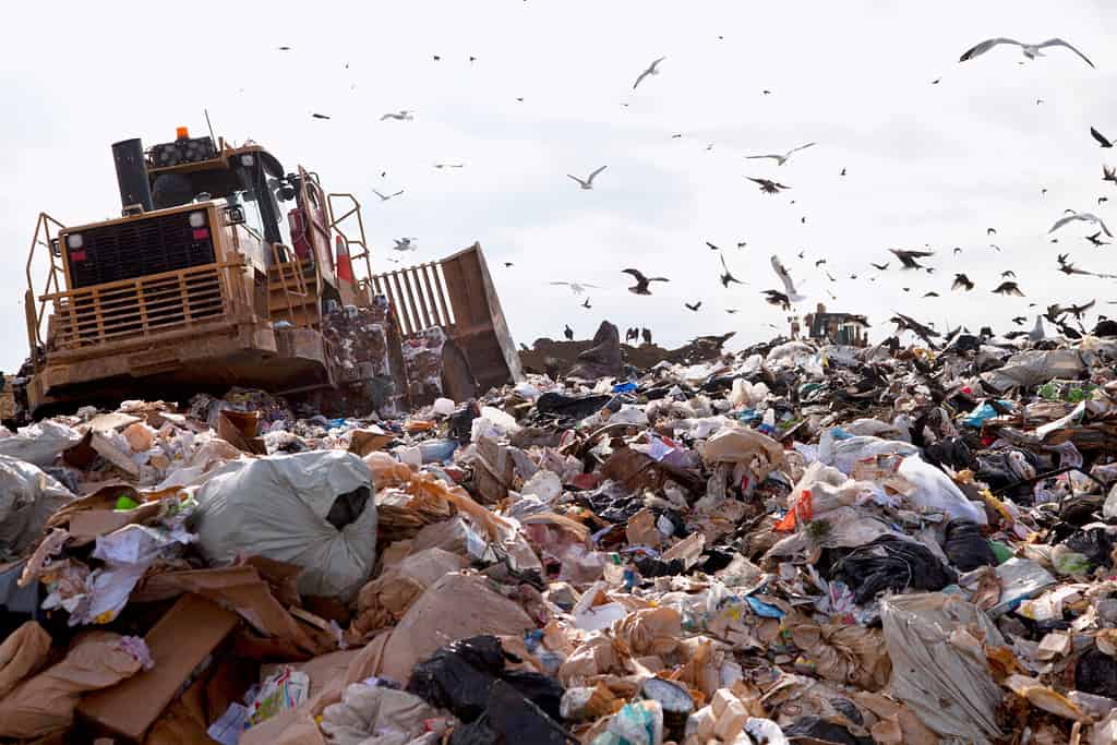 Camion che lavora in discarica con uccelli in cerca di cibo