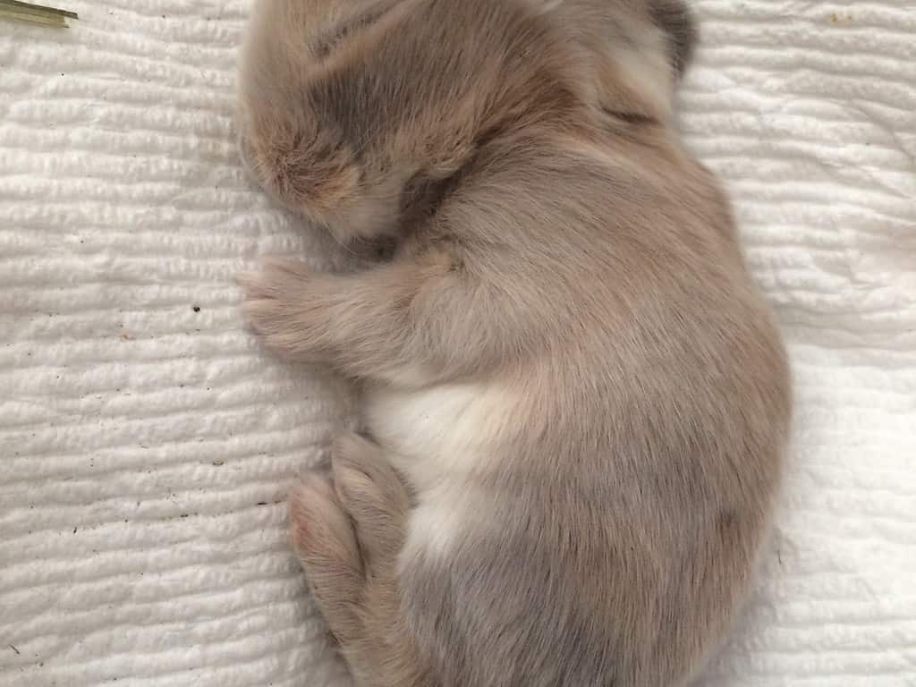 Coniglietto neonato addormentato, Holland lop, carineria