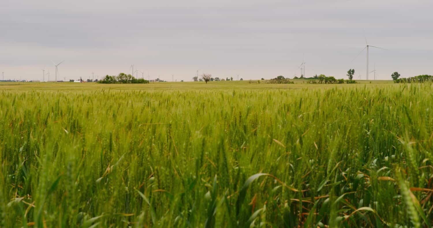 Turbine eoliche lontane torreggiano sopra un campo di grano verde che ondeggia con il vento in una giornata primaverile nuvolosa in Oklahoma.