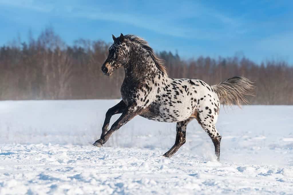 Bellissimo cavallo appaloosa che corre in inverno