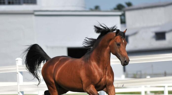 Cavallo Morgan nel paddock